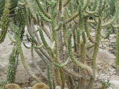 130 Ile de Batz Jardin Georges Delaselle_000014